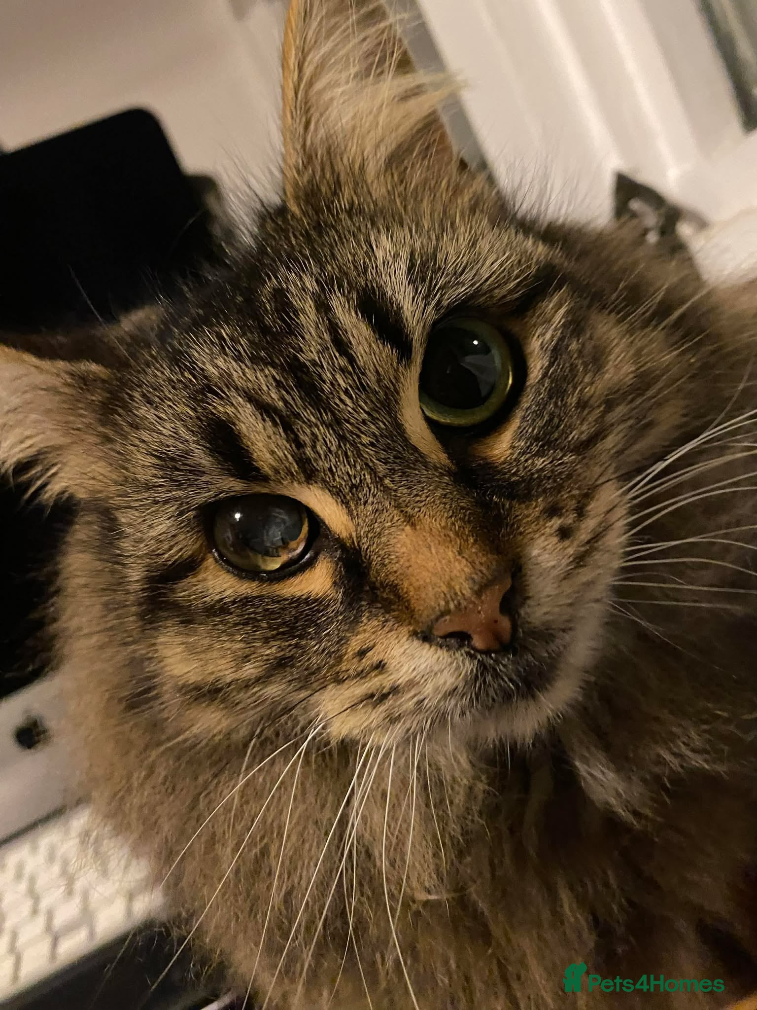 Domestic Shorthair cats Beautiful caramel tabby looking for forever home  - Advert 1