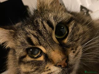 Domestic Shorthair cats Beautiful caramel tabby looking for forever home - Advert 10