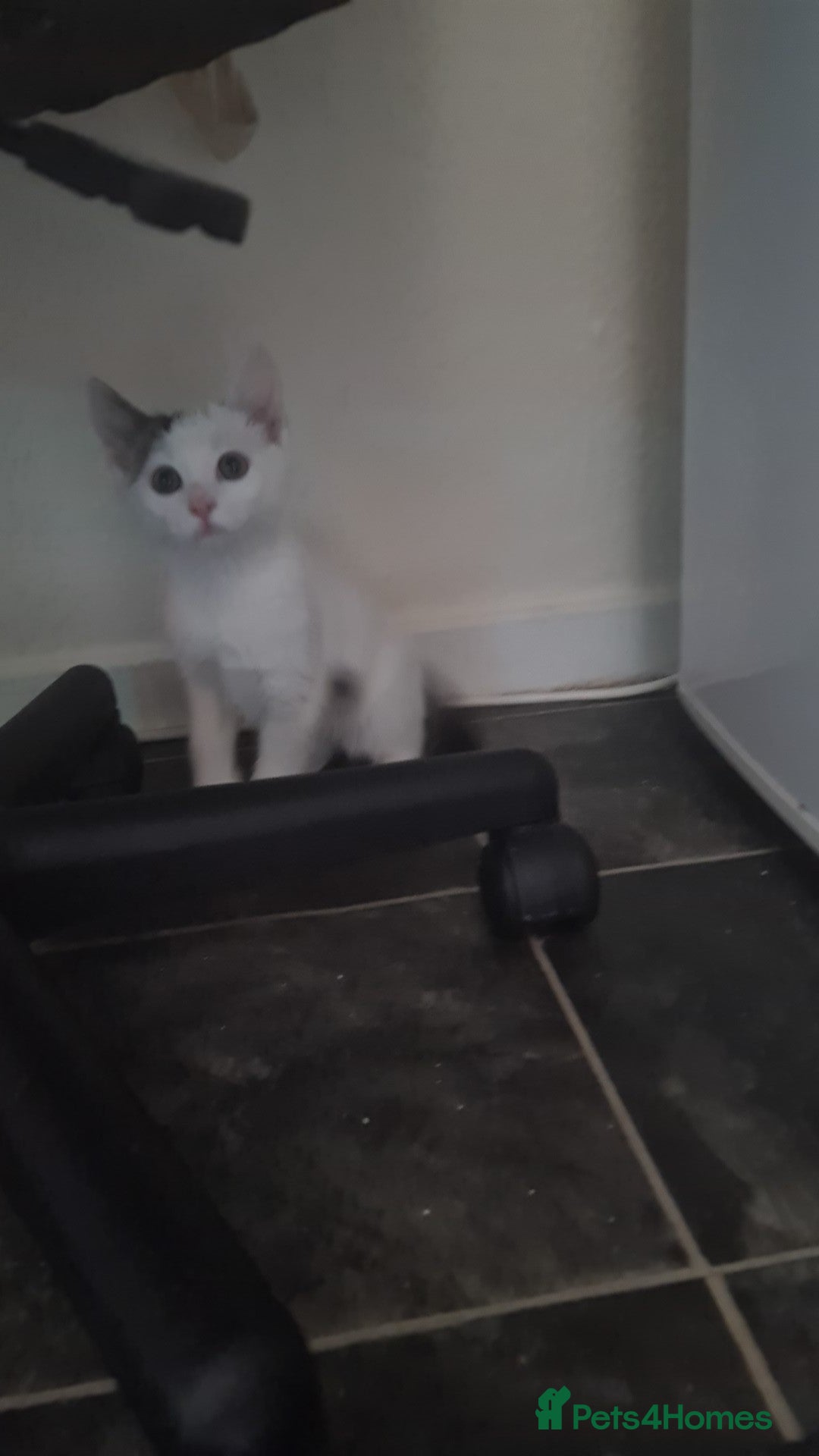 Mixed Breed cats Calico+ British shorthair  - Advert 1