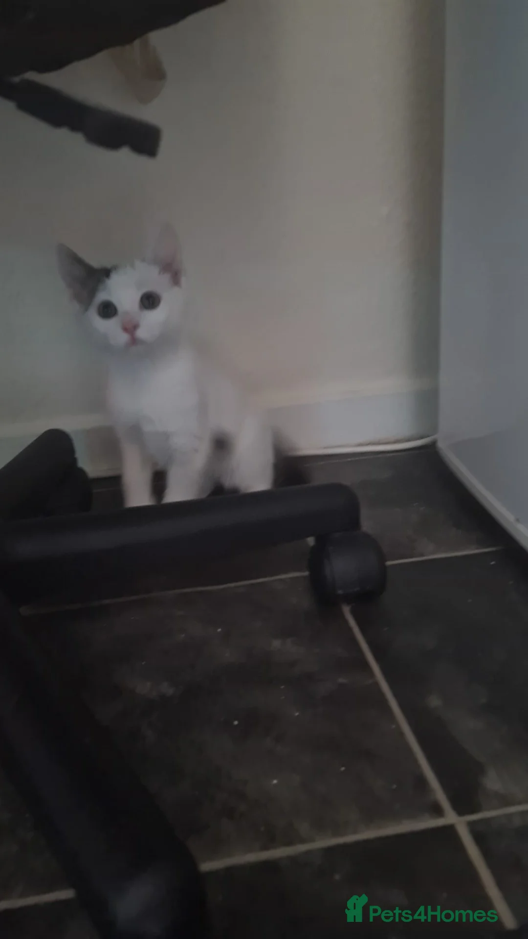 Mixed Breed cats for sale: Calico+ British shorthair  - Advert 1