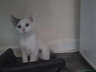 Mixed Breed cats Calico+ British shorthair - Advert 10