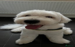 Old English Sheepdog dogs for stud: Stud KC Old English Sheepdog in Peterborough - Image 12