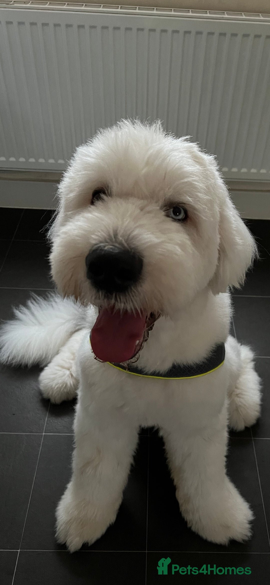Old English Sheepdog dogs for stud: Stud KC Old English Sheepdog in Peterborough - Image 12