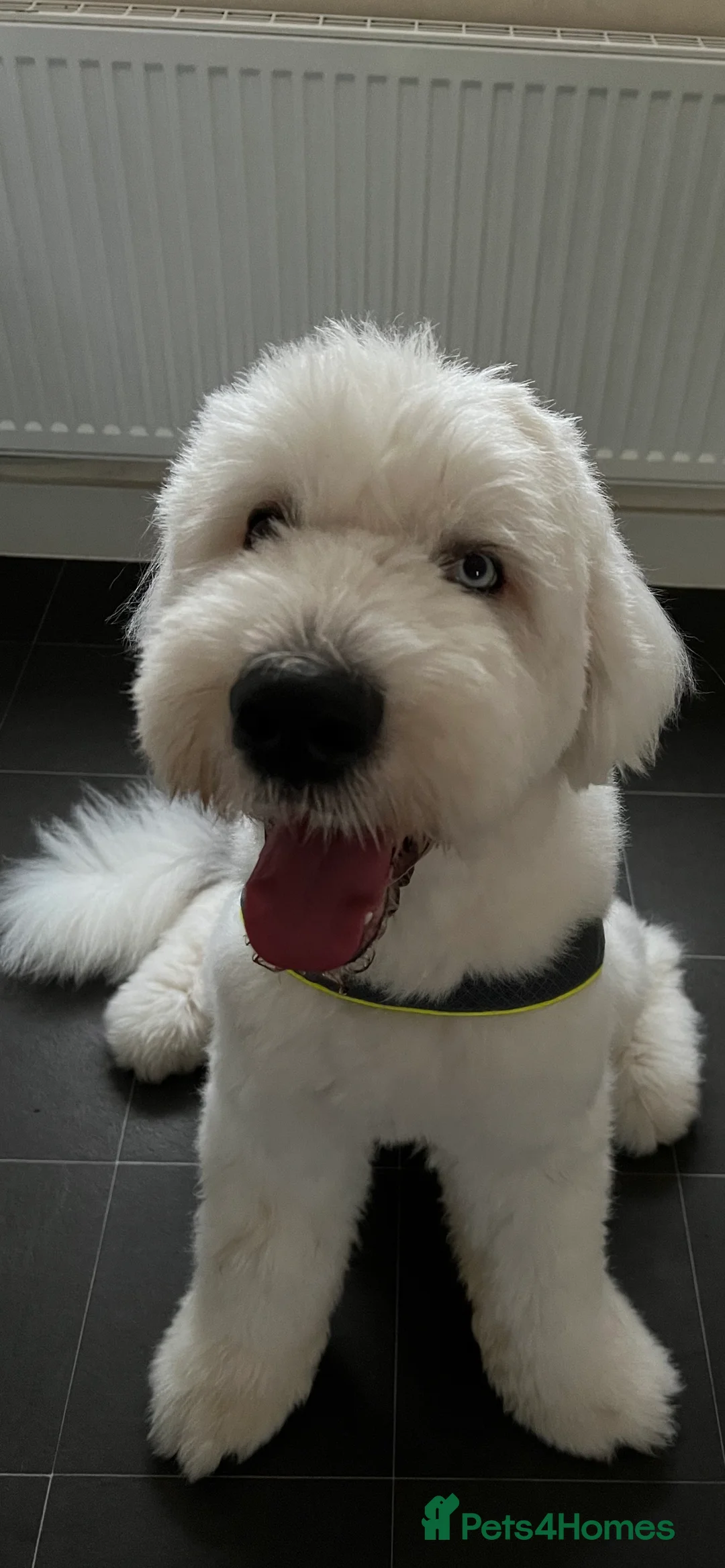 Old English Sheepdog dogs for stud: Stud KC Old English Sheepdog in Peterborough - Advert 12