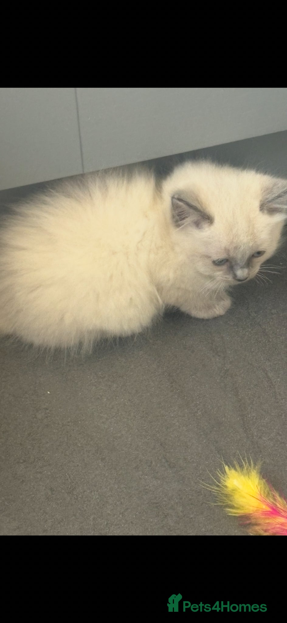 Ragdoll cats for sale: Ragdoll kittens in Romford - Advert 9