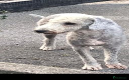 Bedlington Terrier dogs for sale: Bedlington terriers for sale  - Image 8