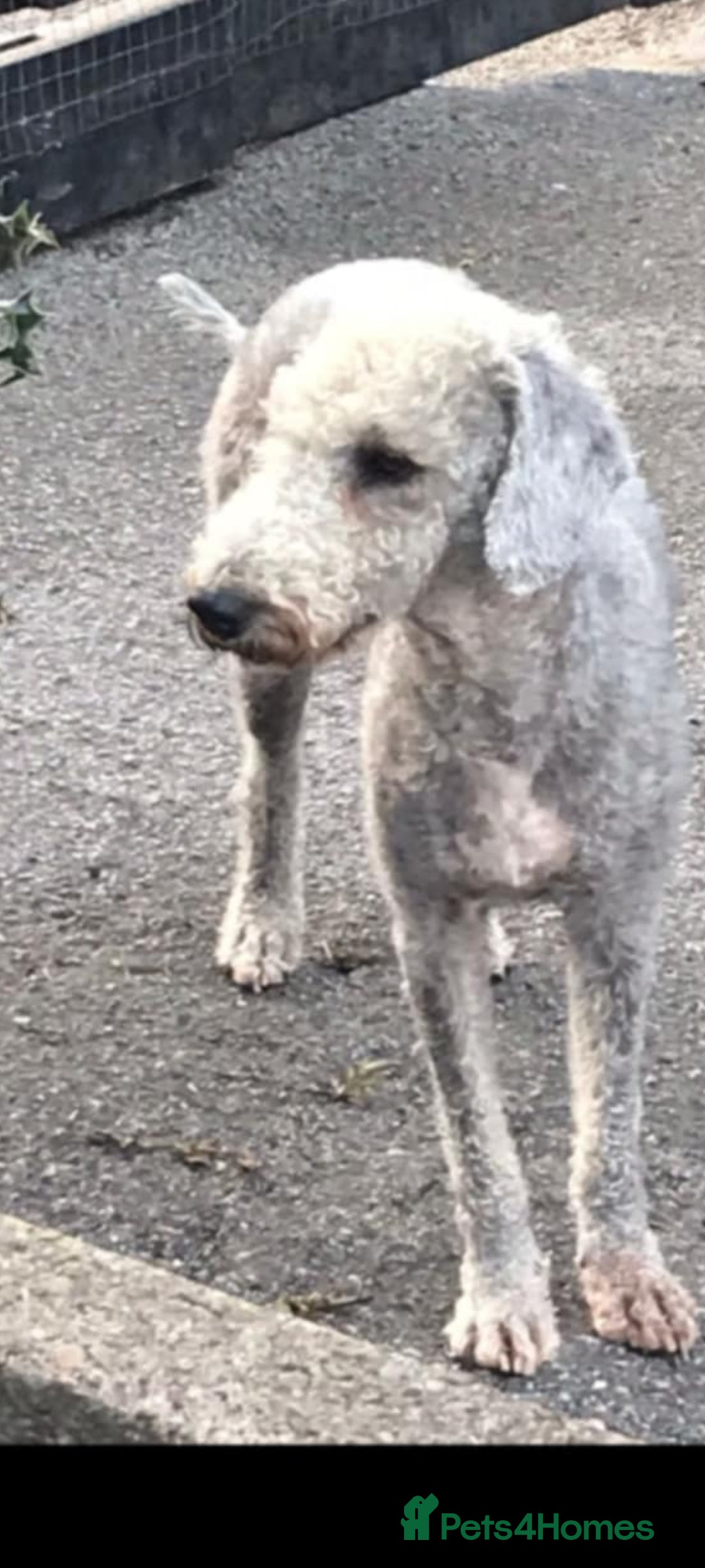 Bedlington Terrier dogs for sale: Bedlington terriers for sale  - Image 8