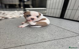 Staffordshire Bull Terrier dogs for sale: Ready now !! - Image 17
