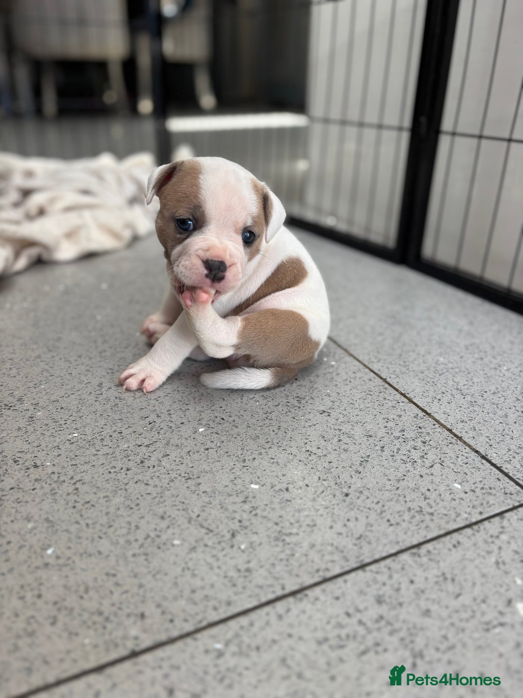 Staffordshire Bull Terrier dogs for sale: Ready now !! - Image 17