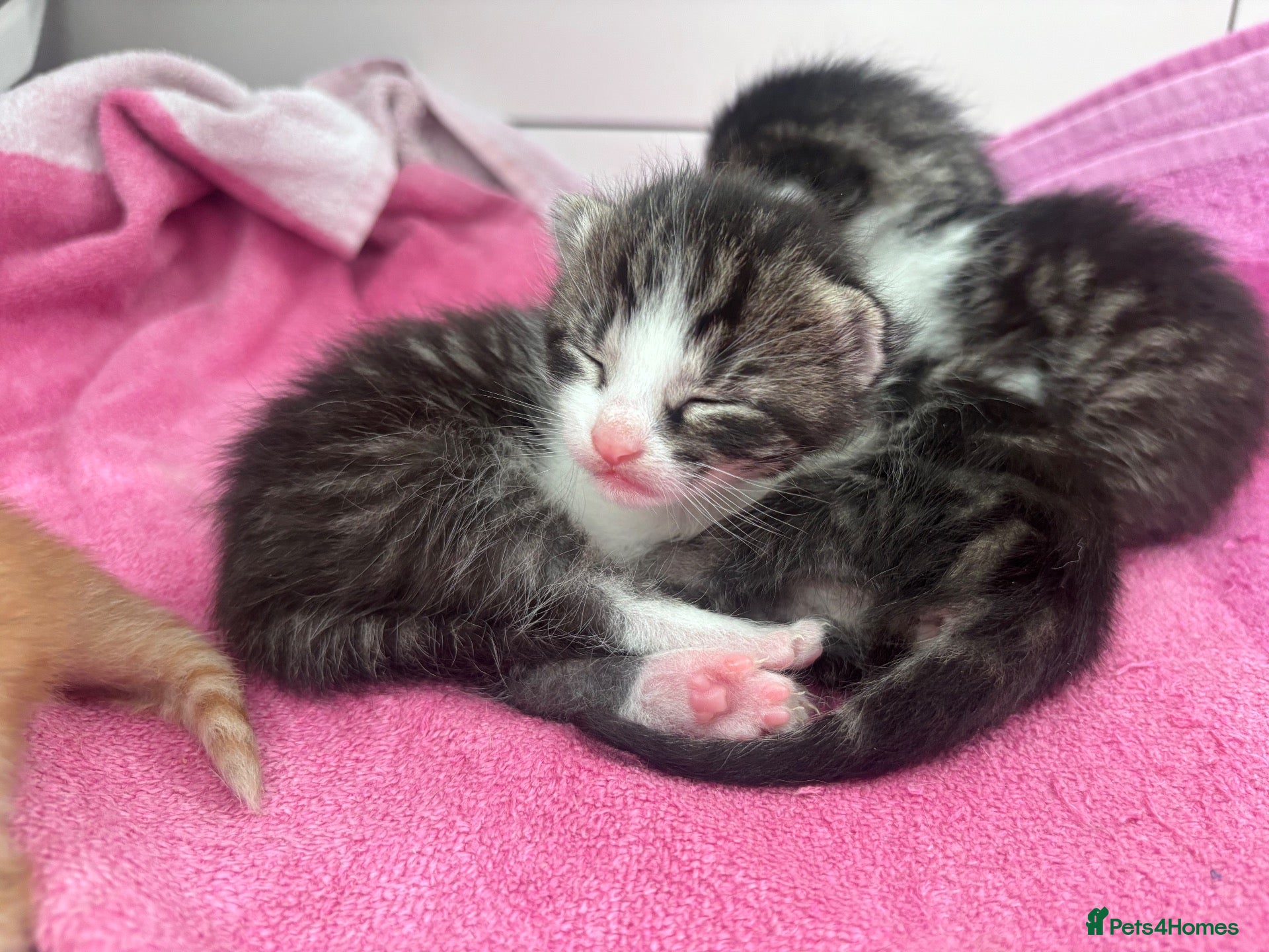 Mixed Breed cats Beautiful tabby kittens - Advert 1