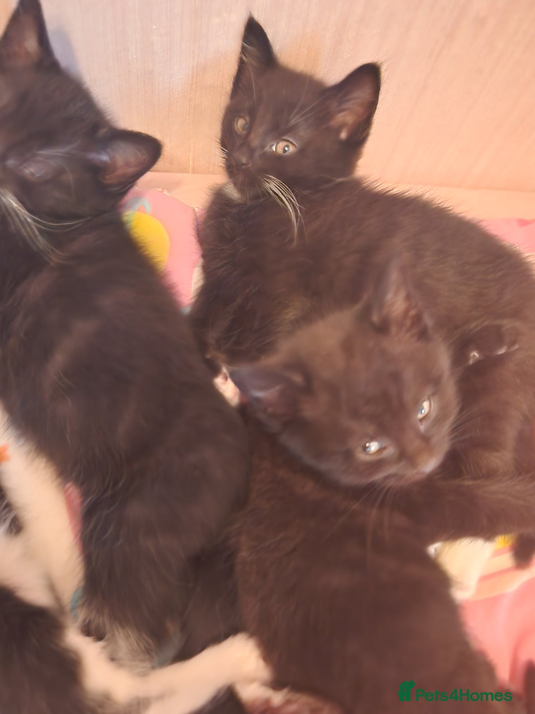 Mixed Breed cats for sale: 6 kittens for sale - Image 6