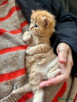 Ragdoll cats Tabby Ragdoll Kittens ❤️🔥 - Advert 9