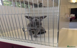 Russian Blue cats for sale: Russian Blue Pedigree boys  - Image 6