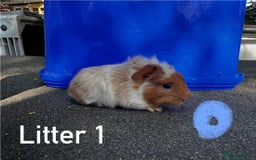 Guinea Pig rodents for sale: Baby Guinea Pigs For Sale - Image 2