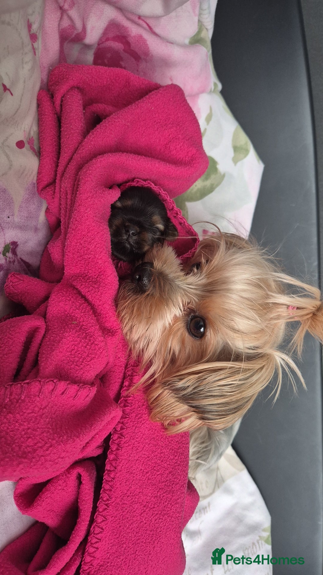 Yorkshire Terrier dogs for sale: Adorable Female Yorkie Puppy Looking for a Home 🌸 - Advert 13