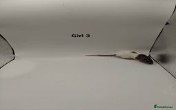 Rat rodents for sale: NOV: 18 Rats For Sale - Advert 9