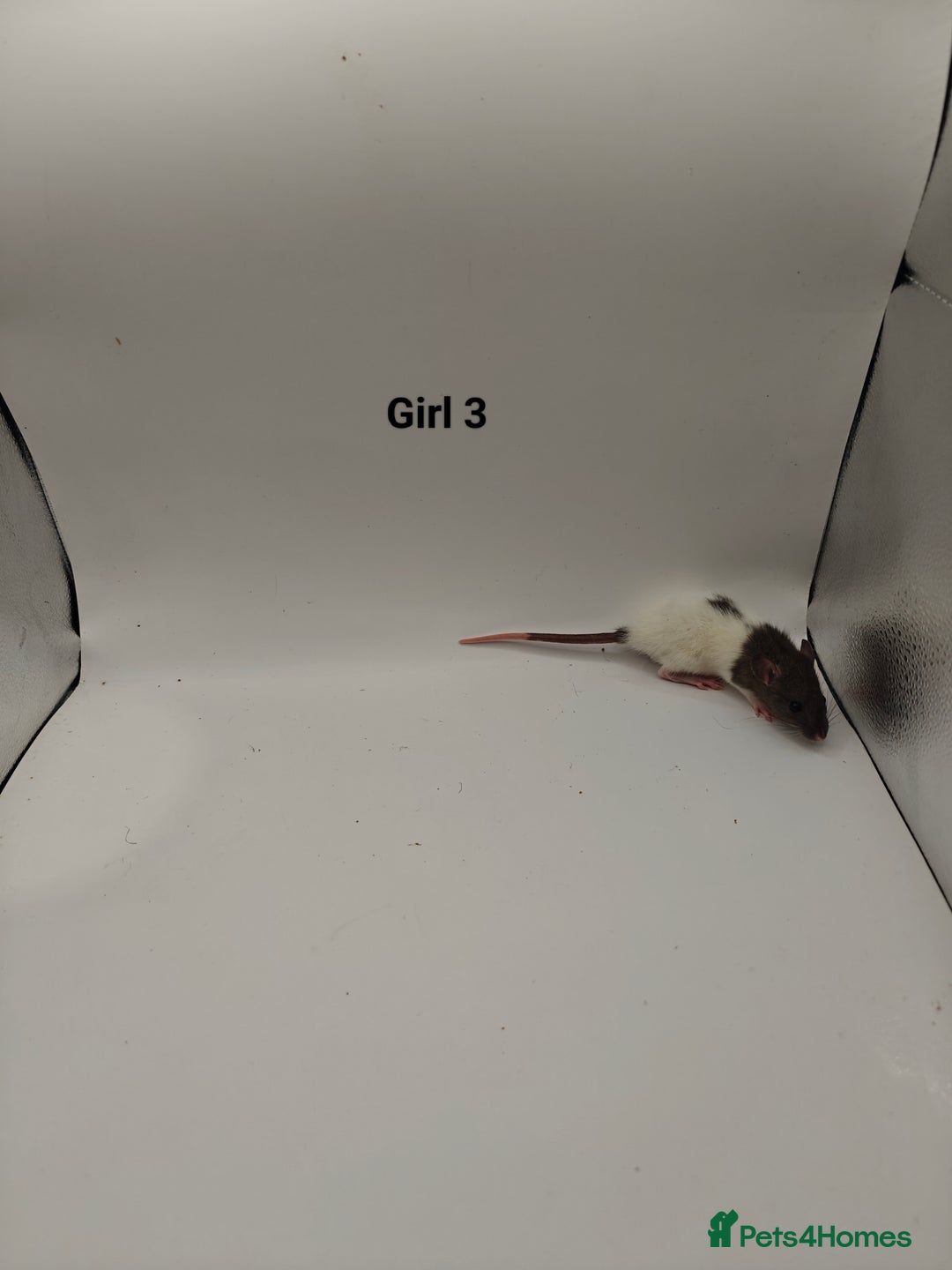 Rat rodents for sale: NOV: 18 Rats For Sale - Advert 9