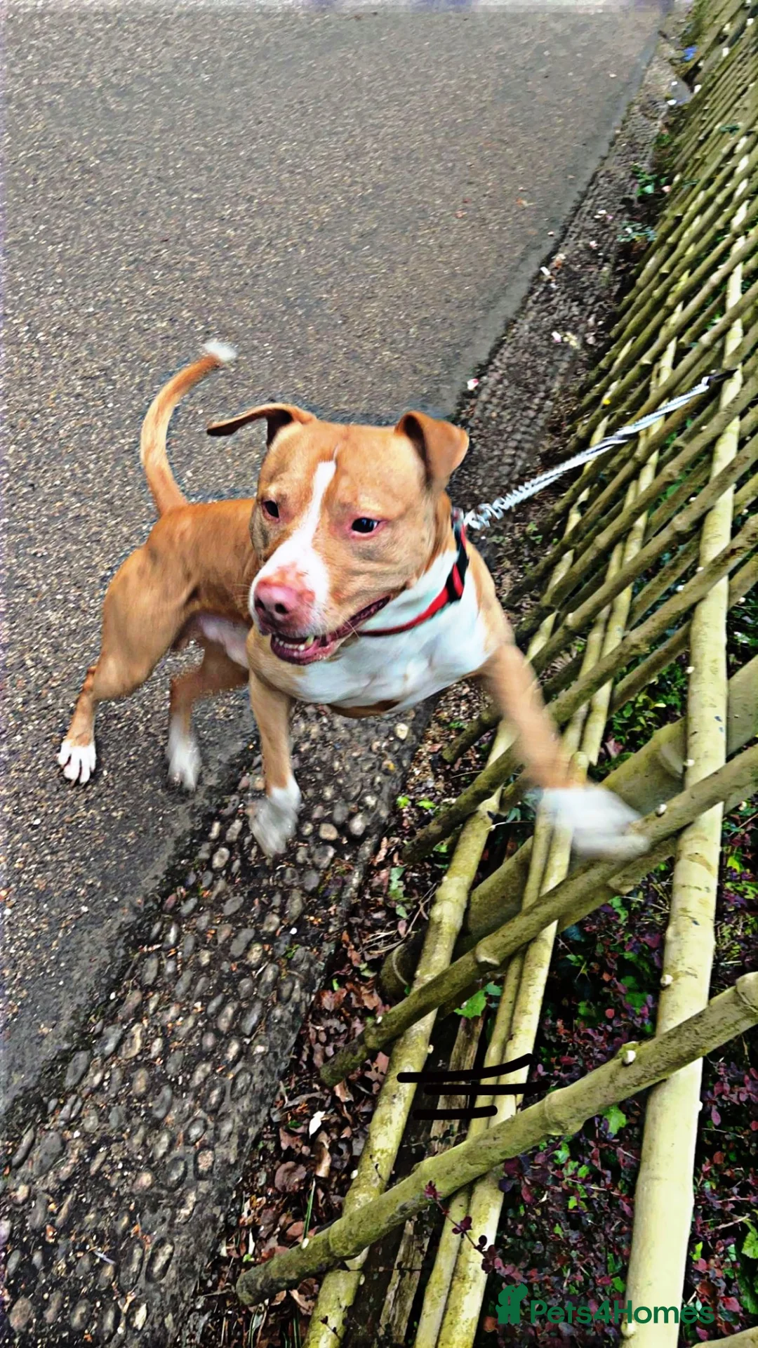 American Bully dogs for sale: Male Bully For Sale - Advert 1