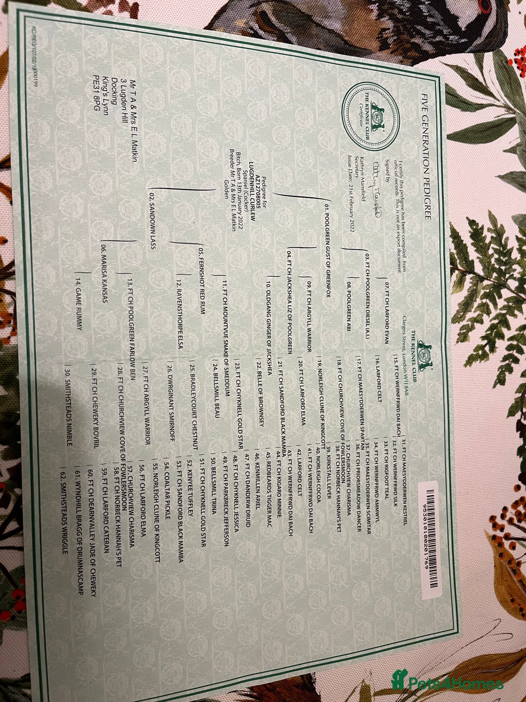 Cocker Spaniel dogs for sale: Working Cocker Spaniel Pups  - Advert 10