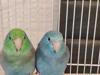 Parrots birds Parrotlets and other. - Advert 9