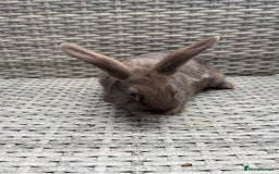 Mixed Breed rabbits for sale: Mini lop cross - Image 6