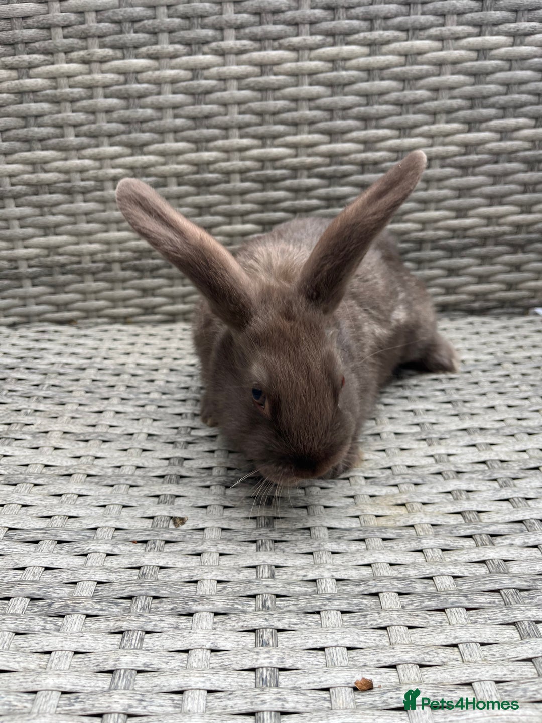 Mixed Breed rabbits for sale: Mini lop cross - Image 6