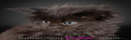 Maine Coon cats for sale: Polydactyl Maine Coon kittens are available  - Advert 7