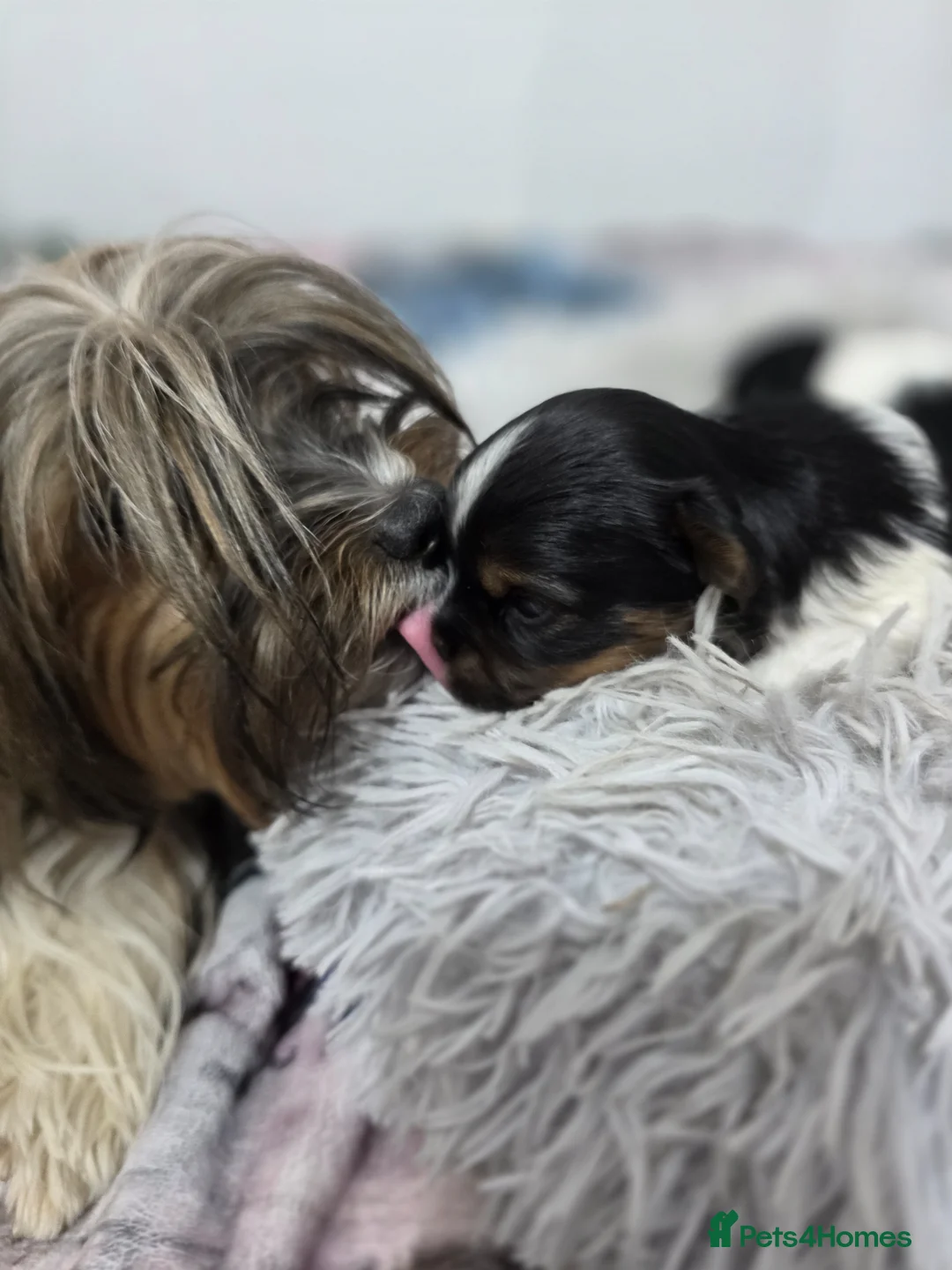Yorkshire Terrier dogs for sale: Adorable Yorkshire Terrier (Biewer) puppies. - Advert 1
