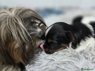 Yorkshire Terrier dogs Adorable Yorkshire Terrier (Biewer) puppies. - Advert 5