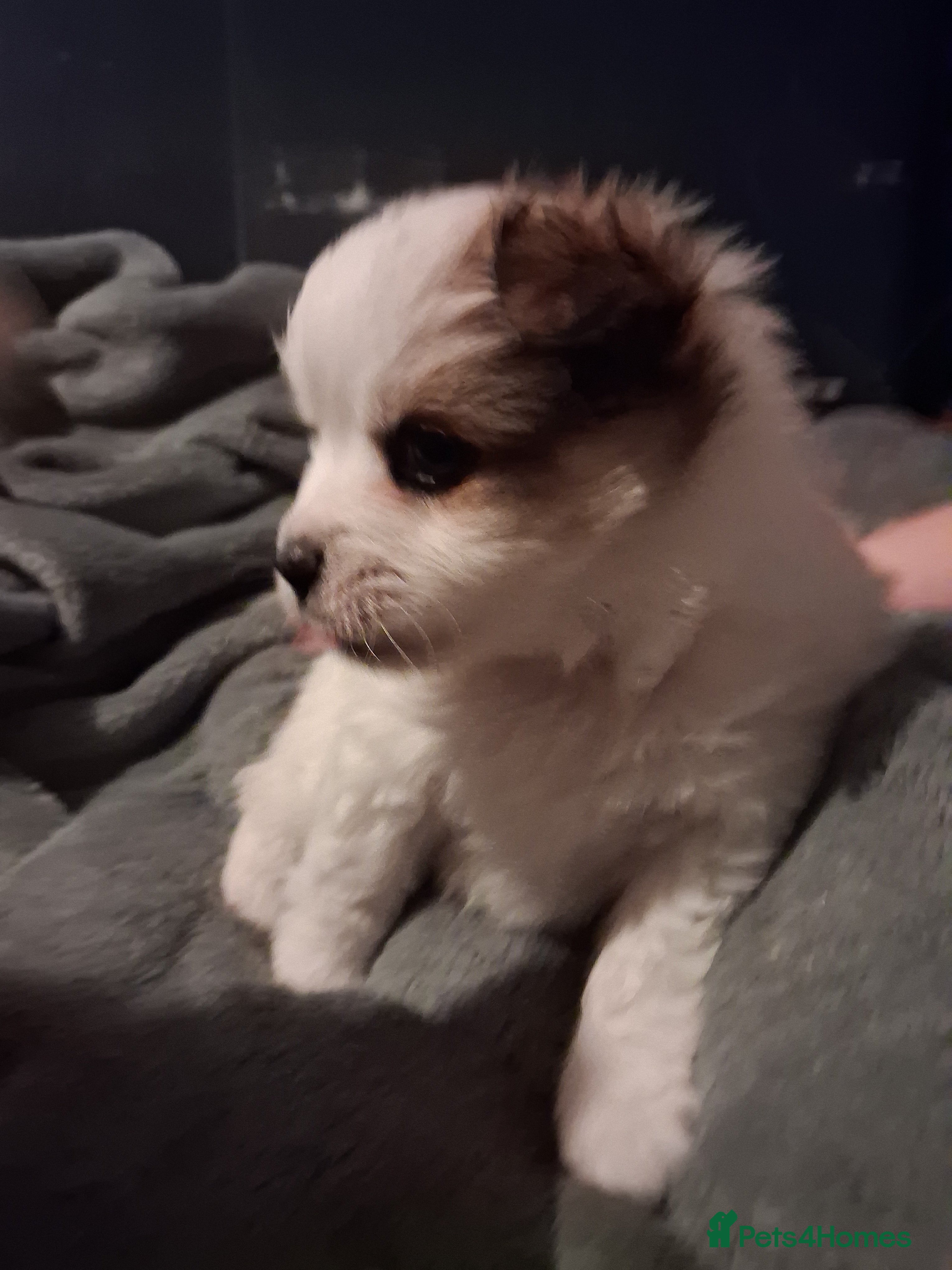 Pomchi dogs Pomchi puppies - Advert 13