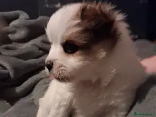 Pomchi dogs Pomchi puppies - Advert 13