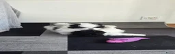 Pomeranian dogs for sale: Particolour Poms - Advert 16