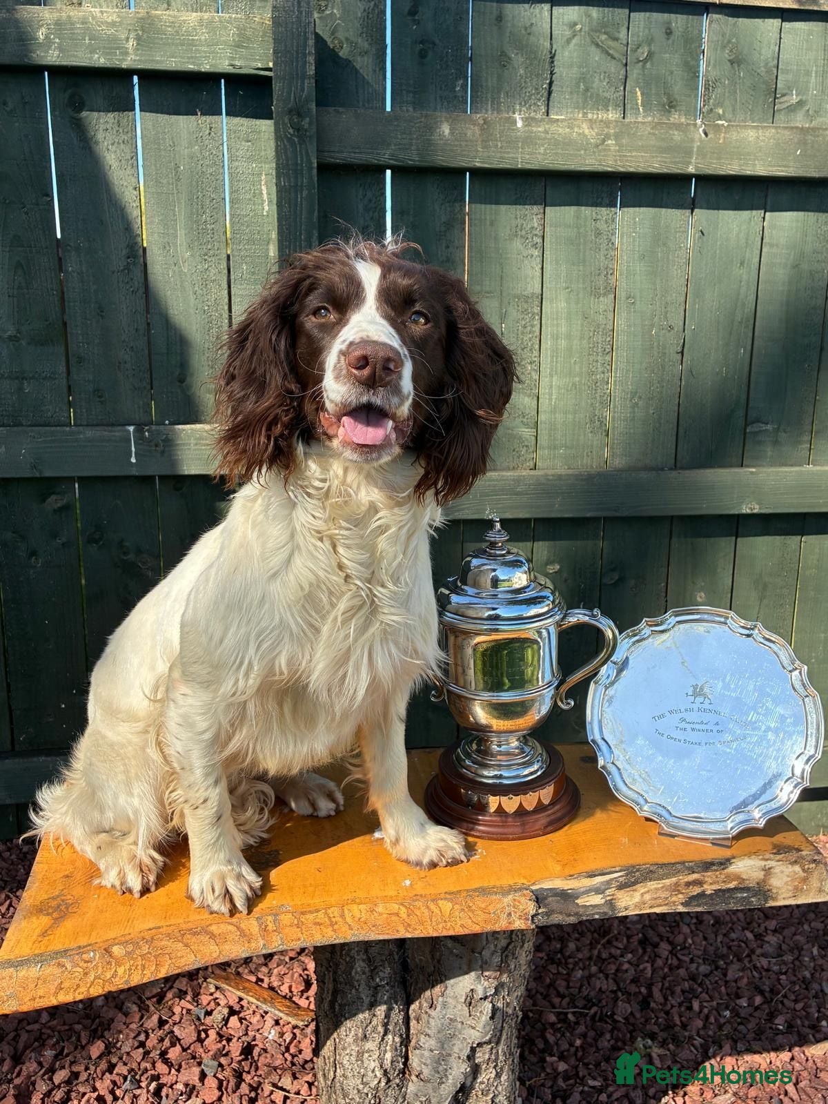 English Springer Spaniel dogs Throstlegill Gundogs English Springer Spaniel Pups - Advert 3