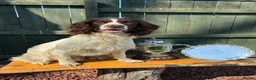 English Springer Spaniel dogs for sale: Throstlegill Gundogs English Springer Spaniel Pups in Barnard Castle - Advert 1