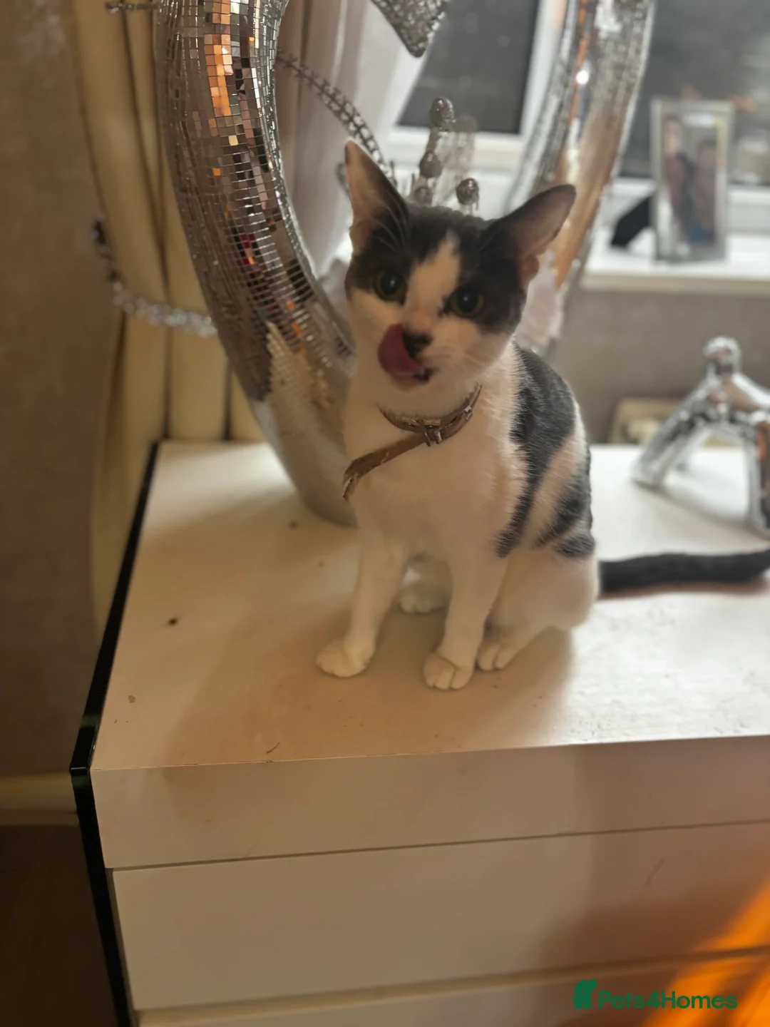 Mixed Breed cats for sale: Smokey grey cat  - Advert 2