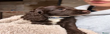 Sproodle Blue boy