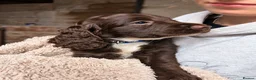 Mixed Breed dogs for sale: Beautiful Sproodle Puppies ready In 1 week! - Advert 21