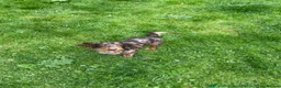 Miniature Dachshund dogs for sale: Beautiful dachshund looking for new home  - Advert 2