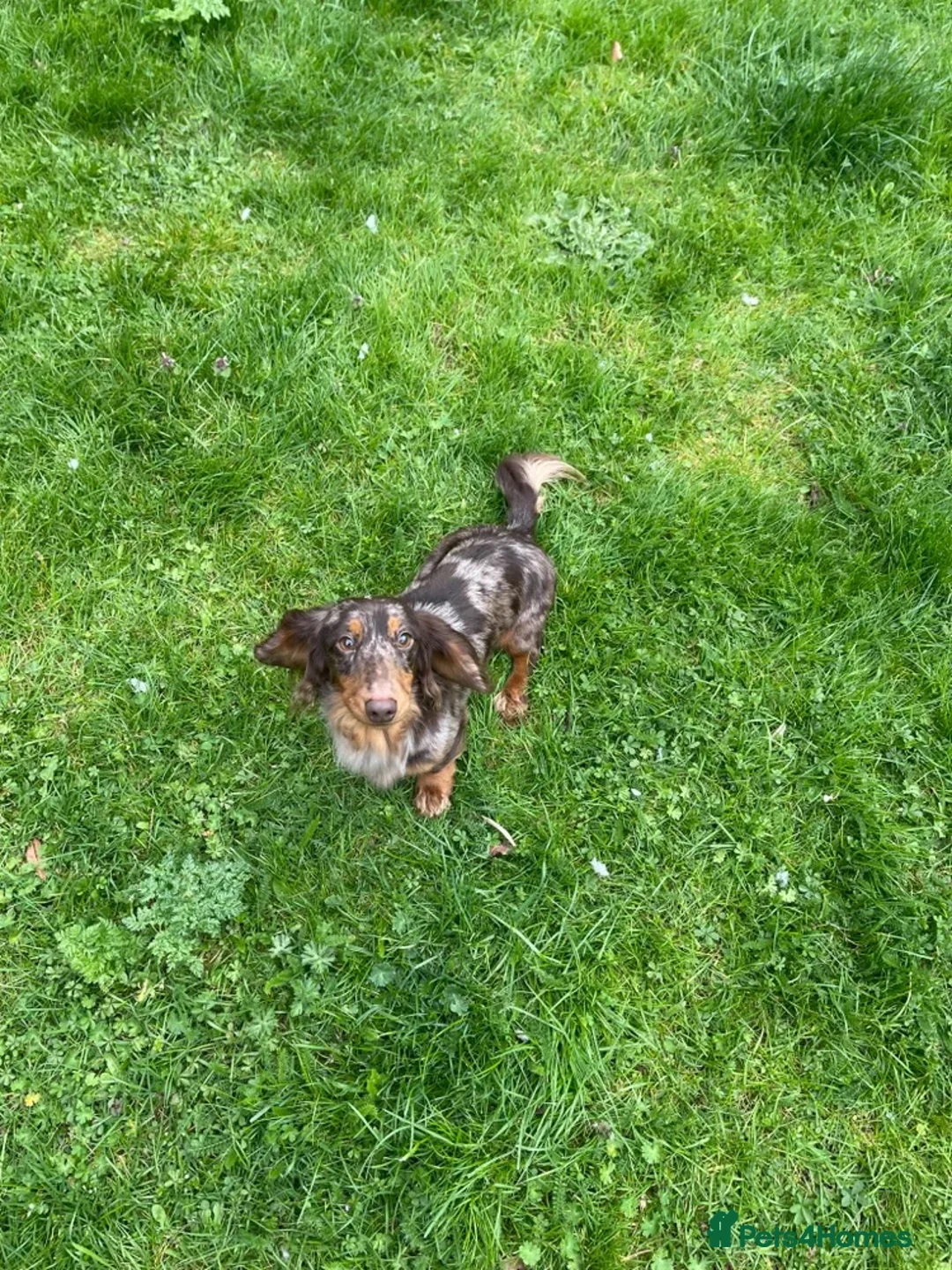 Miniature Dachshund dogs for sale: Beautiful dachshund looking for new home  - Advert 2