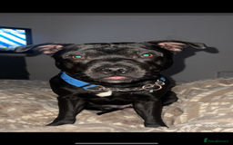 Staffordshire Bull Terrier dogs for sale: Blue the staffy - Image 2