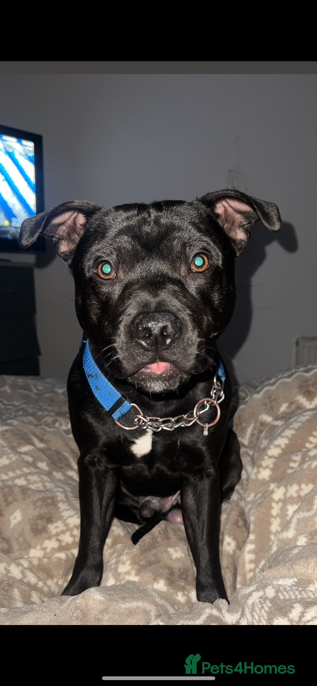 Staffordshire Bull Terrier dogs for sale: Blue the staffy - Image 2