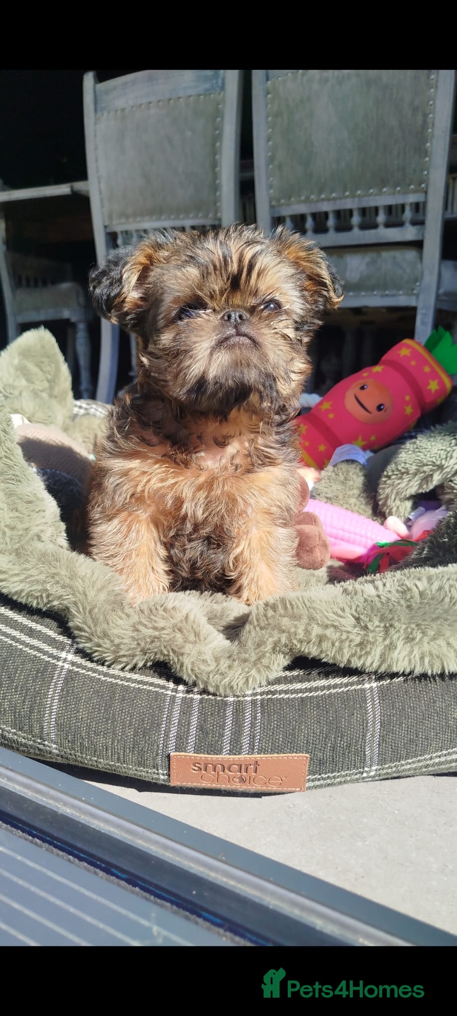 Griffon Bruxellois dogs Beautiful little boy  - Advert 15