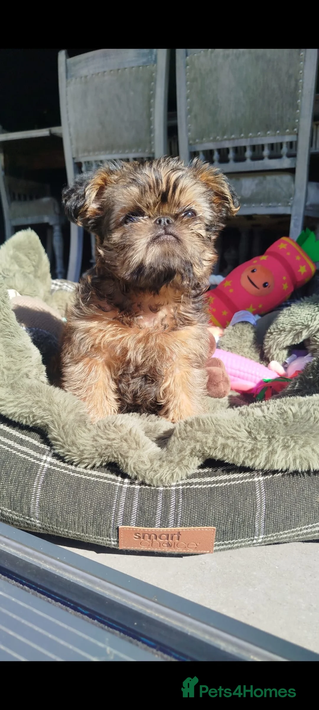 Griffon Bruxellois dogs for sale: Beautiful little boy  - Advert 1