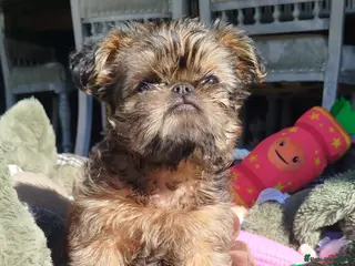 Griffon Bruxellois dogs Beautiful little boy - Advert 15