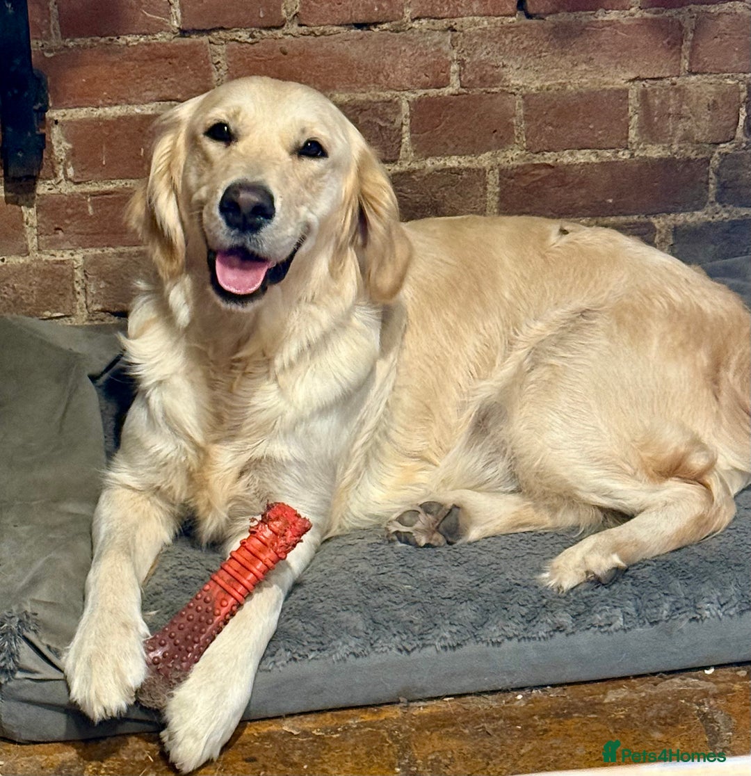 Golden Retriever dogs for sale: Golden Retriever Waiting List  - Advert 2