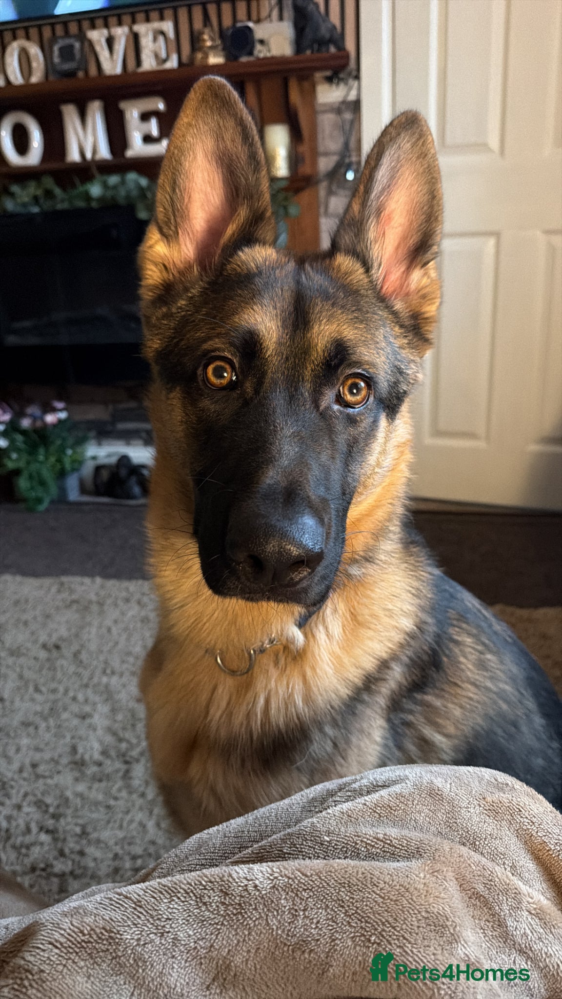 German Shepherd dogs 15 month old Male German Shepherd - Advert 1