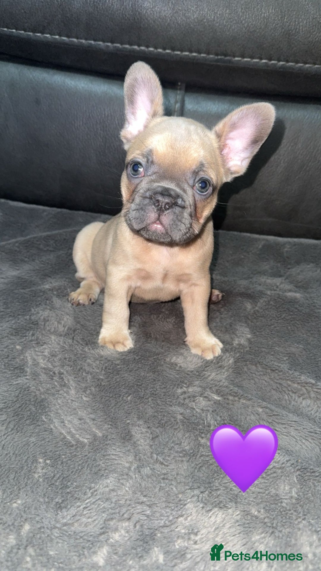 French Bulldog dogs for sale: French Bulldog Pups - Blue & New Shade Isabella 🐾 - Advert 10