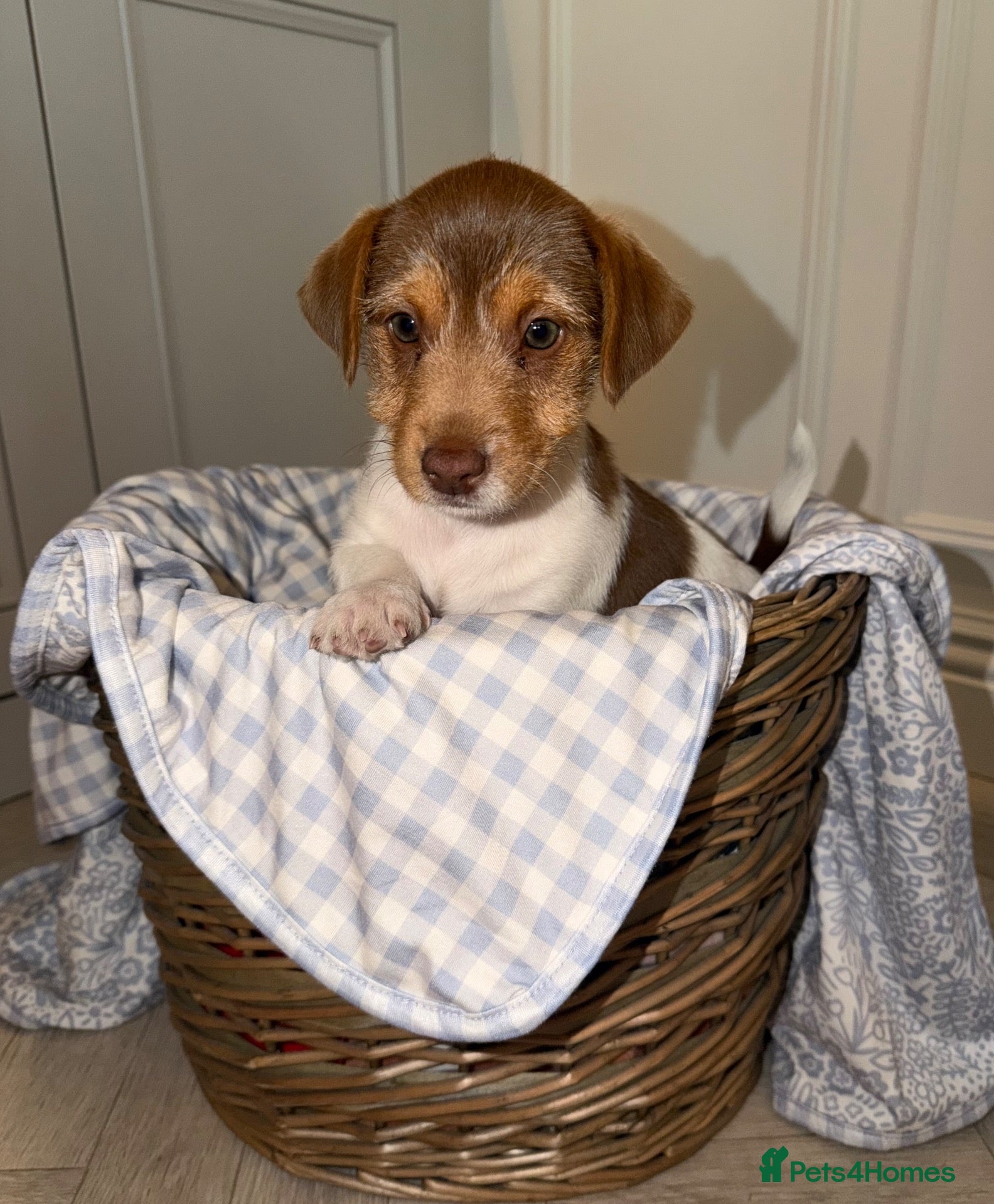 Jack Russell dogs 🐾 Traditional short legged Jack Russel puppy’s 🐾 - Advert 1