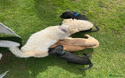 Mixed Breed dogs for sale: Jackapoo spaniel cross - hound puppies  - Image 31