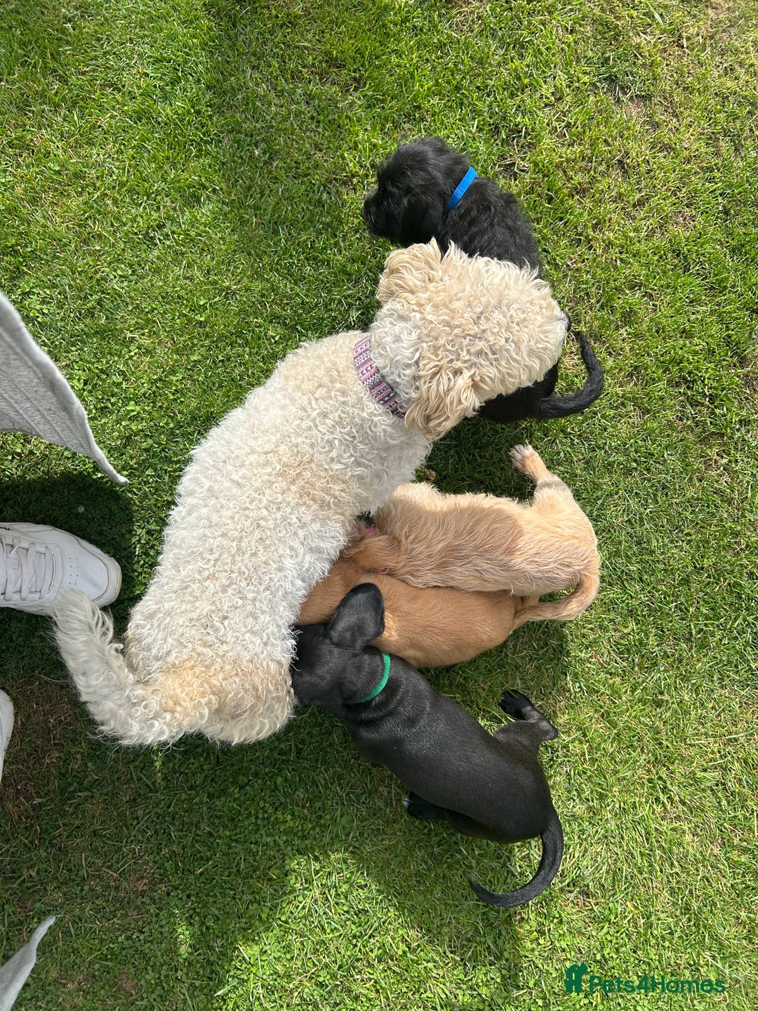 Mixed Breed dogs for sale: Jackapoo spaniel cross - hound puppies  - Image 31